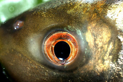 Под Сызранью рыбак поймал речного монстра