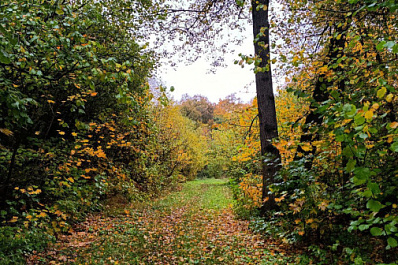 В Жигулевском заповеднике показали кадры с брачными играми барсуков