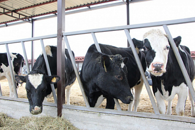 Фермеры Самарской области в 2022 году могут получить грант "Агростартап-Регион"