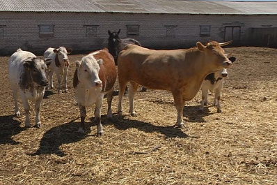 На юге Самарской области появились коровы-бодибилдеры