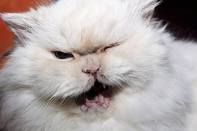 В Самарской губернской думе одобрили поправки в закон о тишине