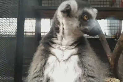 В Самарском зоопарке обитает мурлыкающий лемур   