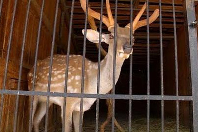 Как Самарский зоопарк работает после снятия ограничений 