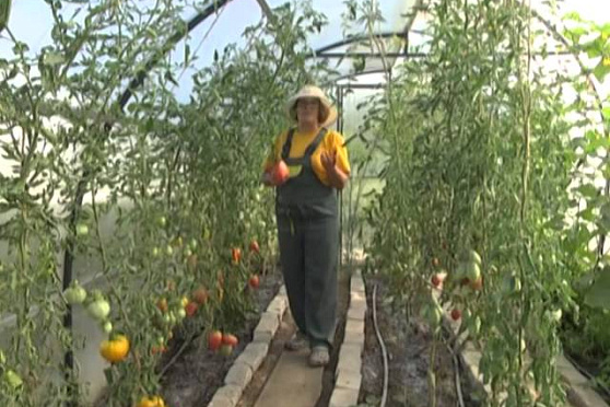 Дачные советы 10.07.2014