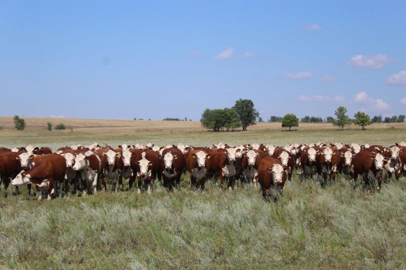 Земля кормит: как хозяйство из Самарской области развивает растениеводство и животноводство
