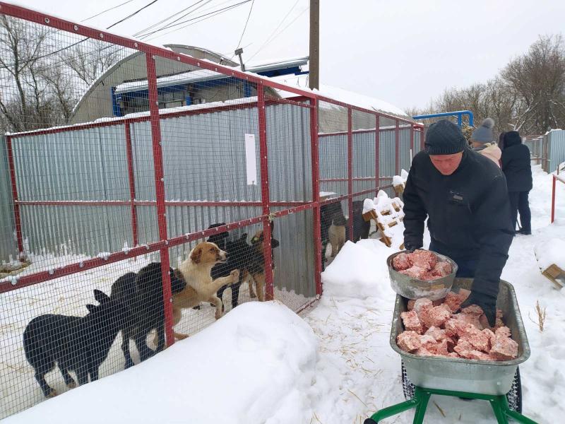 В Самаре функционирует специальный приют для бездомных животных