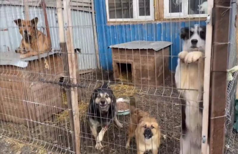 В Тольятти защитникам животных выделят субсидии из городского бюджета