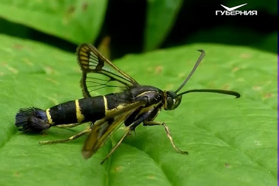 Собираем теплую грядку. Удачные заметки от 31.10.2017