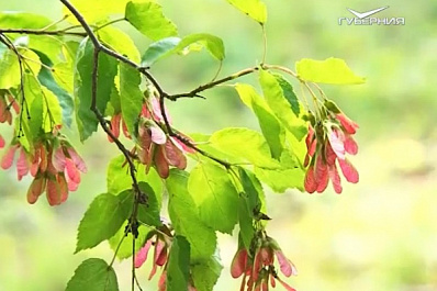 К Самарской области приближается холодный фронт с севера