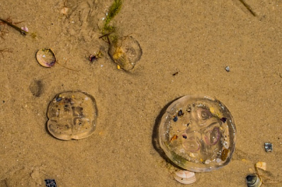 В Крыму произошел массовый выброс медуз 