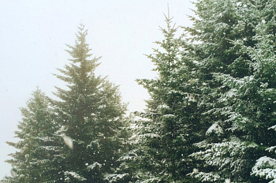 В Самарскую область привезут ели, пихты и сосны из вятских лесов 