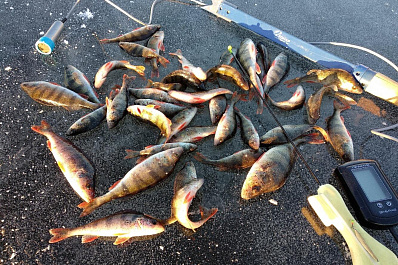 Рыбаки из Сызрани выложили в сети фото с первым подлёдным уловом