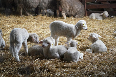 Звезда профессии: где работает лучший зоотехник страны