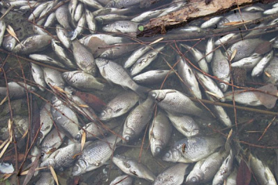 "Синезеленым" не жить: самарские ученые ищут способ спасения рыбы от массового замора