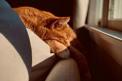 Эксперты назвали шесть правил летнего ухода за кошками и собаками