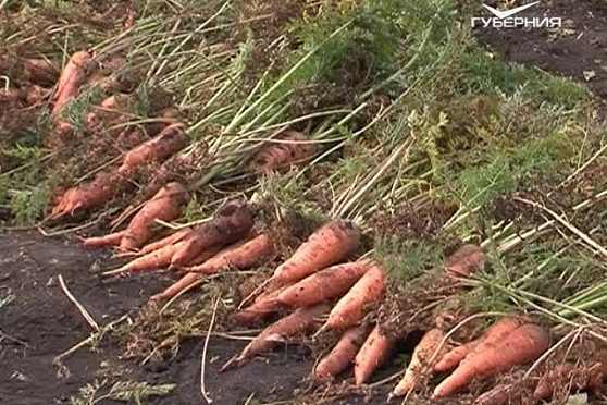 Удачные заметки 26.09.2017. Дачные советы. Поздние сорта моркови. Осенняя клубника