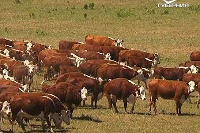 В Самарской области разработают меры поддержки развития мясного животноводства