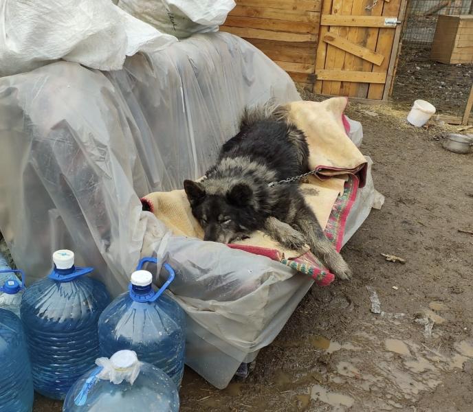 В Свердловской области неравнодушные жители помогают сгоревшему дому-приюту для животных