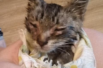 В Тольятти неизвестные жестоко избили маленького котенка