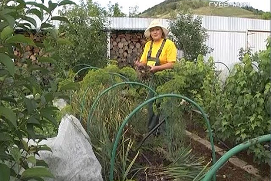 Дачные советы 21.07.2016. Уборка чеснока и подготовка к новому дачному сезону