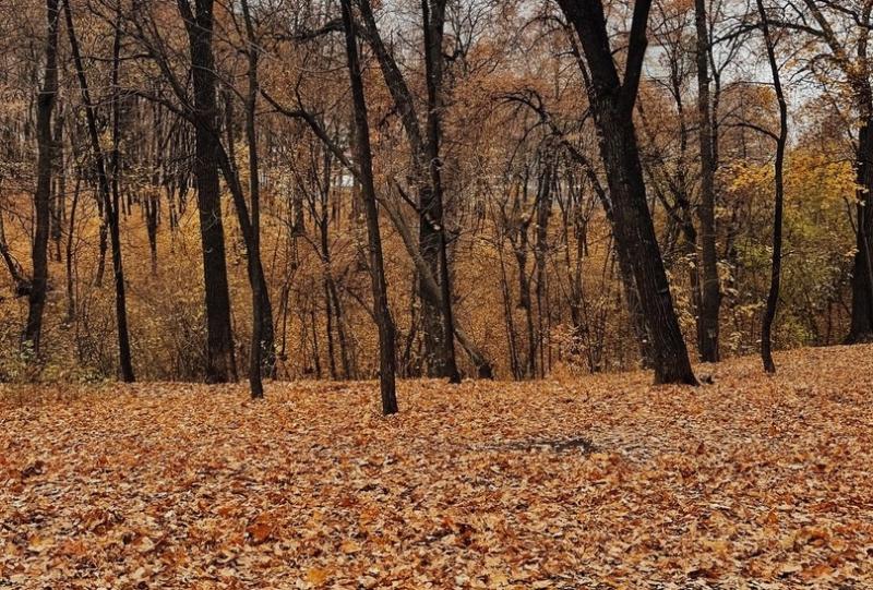 В Самарской области 18 октября будет пасмурно и тепло