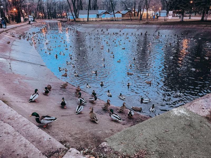 В Самаре в парке Гагарина заметили нашествие уток