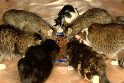 Волонтеры акции #МыВместе в Самарской области пришли на помощь приюту для животных