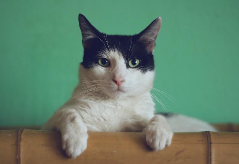 Ветеринар рассказал, как отучить кота драть мебель и стены
