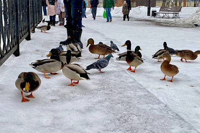 В новом жигулевском пруду поселились утки