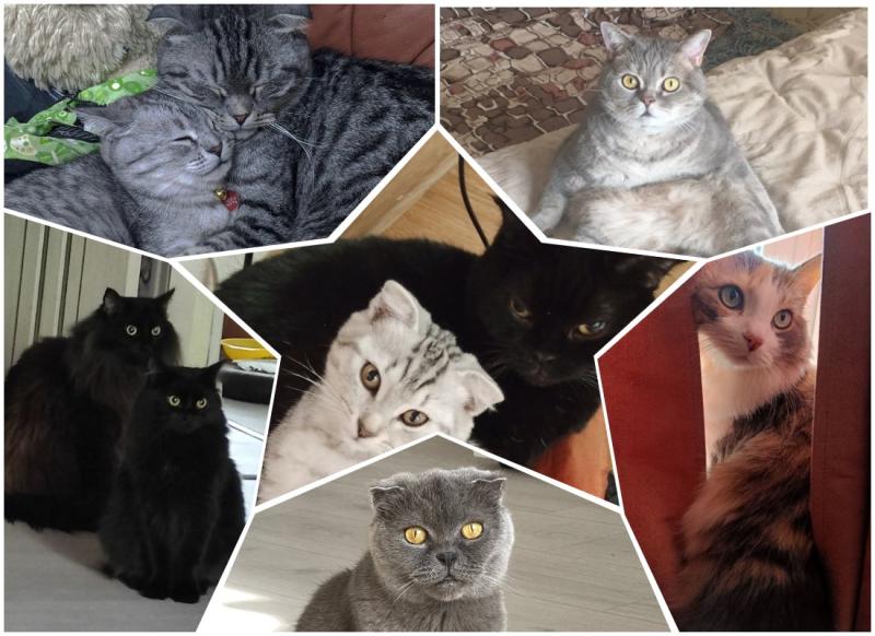 Из клумб, подвалов и по объявлению: сотрудники СОВА в День кошек рассказали о своих питомцах