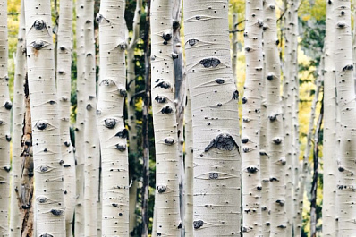 В Клявлине высадили более 400 саженцев березы, рябины и сосны 