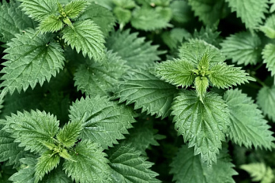 Народные приметы на 11 июля 2025 года: что нельзя делать в этот день