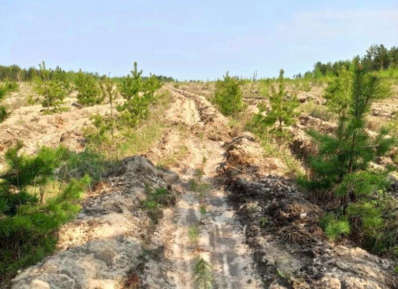 В Тольятти восстановят около 128 га леса
