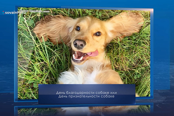 День благодарности собаке. Календарь Губернии от 26 августа