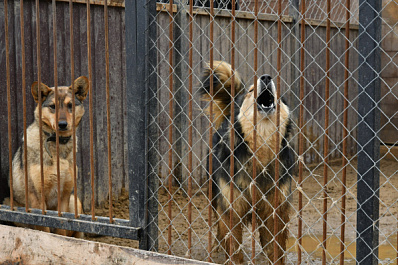 Загрызли ребенка: полицейские арестовали хозяйку собак-убийц