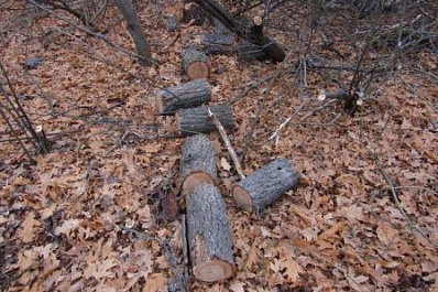 В Самарской области полицейские по фотографии нашли "черных" лесорубов