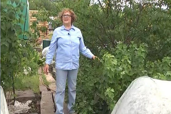 Дачные советы 14.07.2016. Уход за плодово-ягодными растениями после сбора урожая