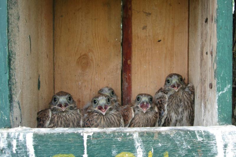 Думай как сова: как в Самарской области сохраняют популяцию хищных птиц