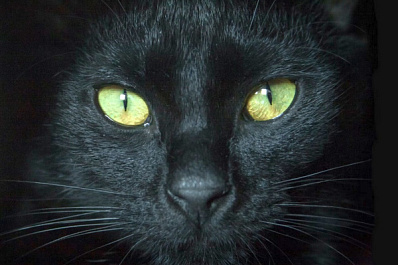 17 ноября отмечают День защиты черных кошек 