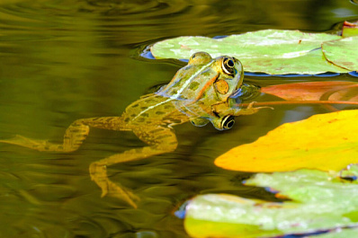 В Тольятти обнаружили пляж с ядовито-зеленой водой