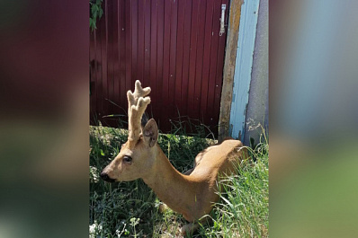 В Самарской области спасли сбитого на трассе косуленка