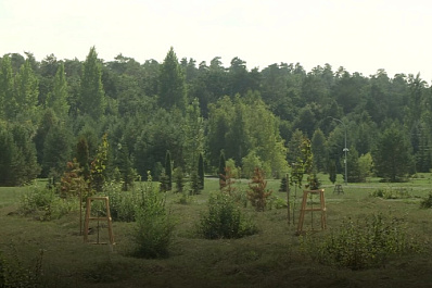 В Тольятти благоустраивают дендрологический парк