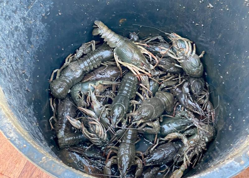 В Самарской области браконьер незаконно ловил раков из-за финансовых проблем