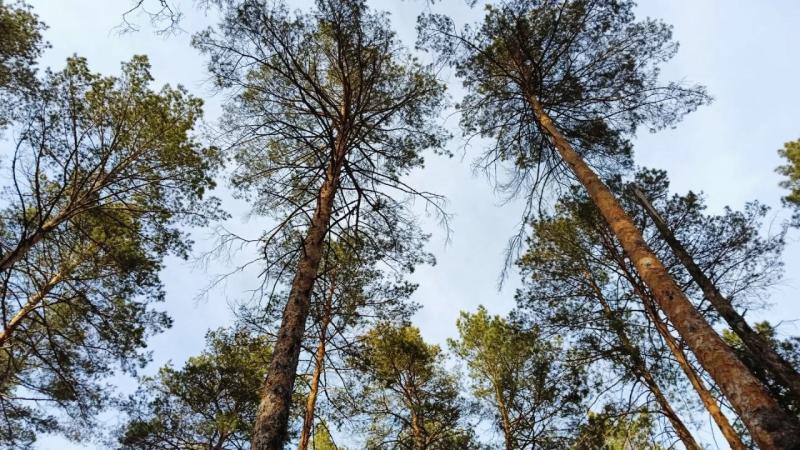 В Самарской области с 19 по 21 апреля ввели запрет на посещение лесов