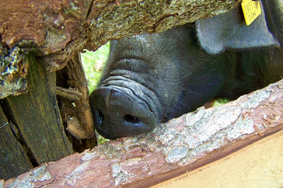 Иначе съедят: в Сызрани черной свинье ищут хозяина
