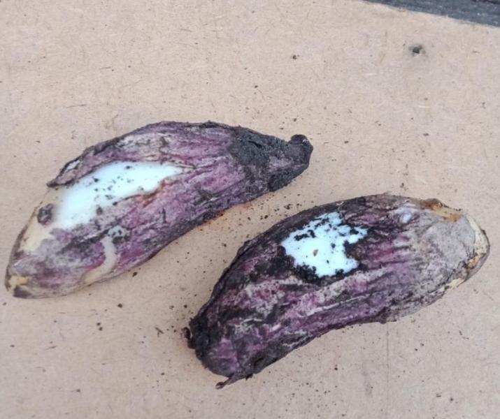 В Самарской области женщина на дачном участке обнаружила странный гриб