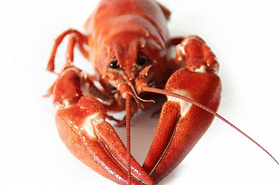 Гастрономический фестиваль Рыба-раки пройдет в Сызрани