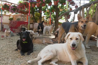 В Самаре хозяева привязали далматина к забору и бросили умирать