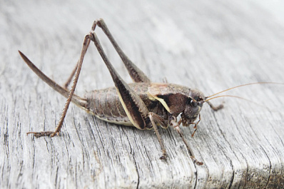 В России начали производить продукты из сверчков