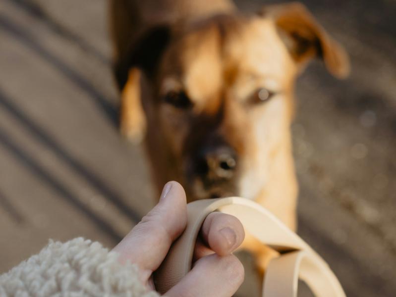 В Самаре судебные приставы вернули собаку хозяйке
